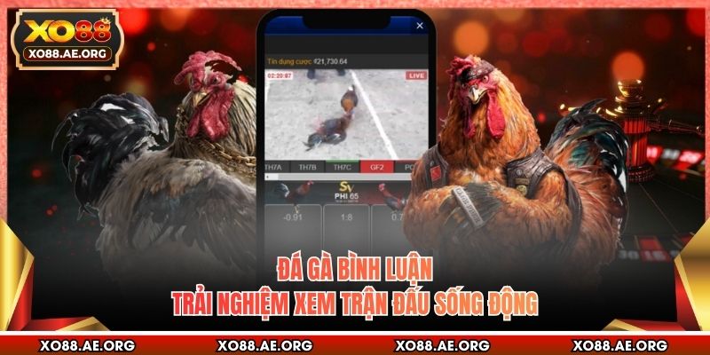 Đá Gà Bình Luận - Trải Nghiệm Xem Trận Đấu Sống Động