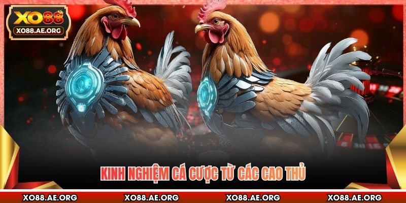 Kinh nghiệm cá cược từ các cao thủ